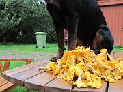  Kantarellhund