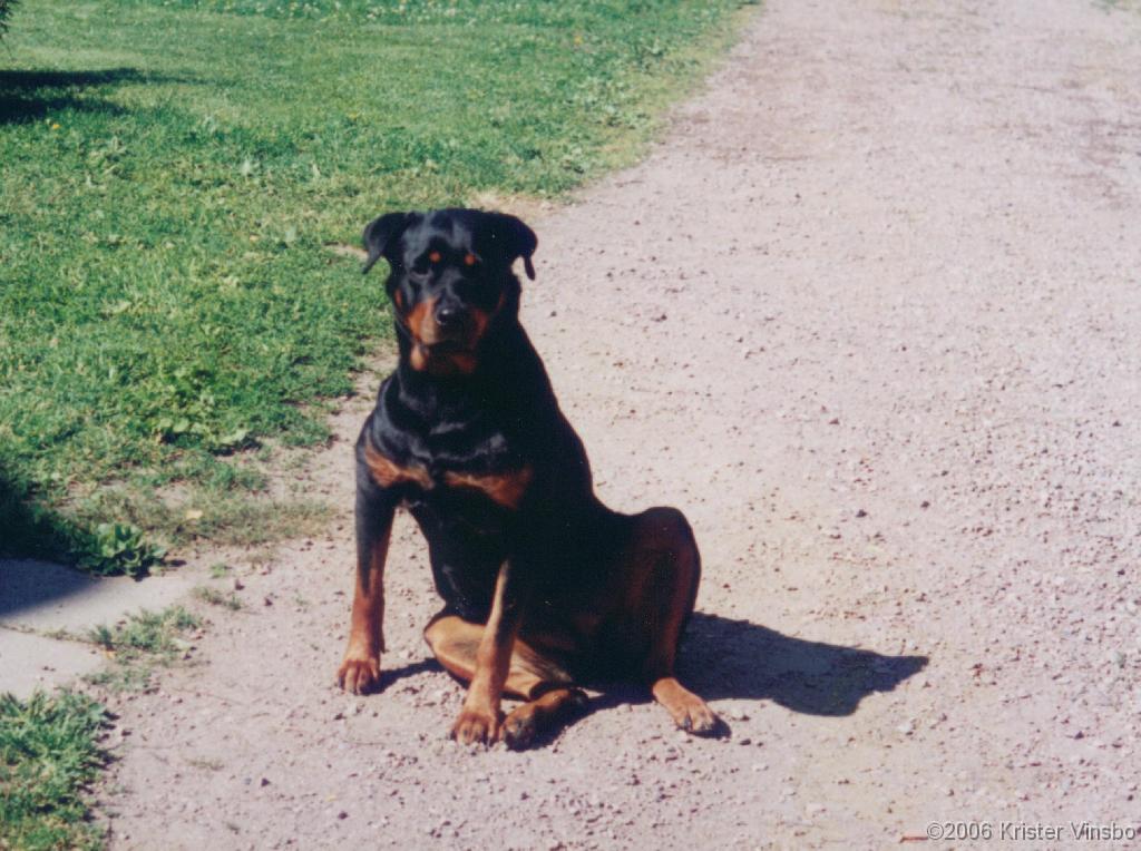 Tracy_035