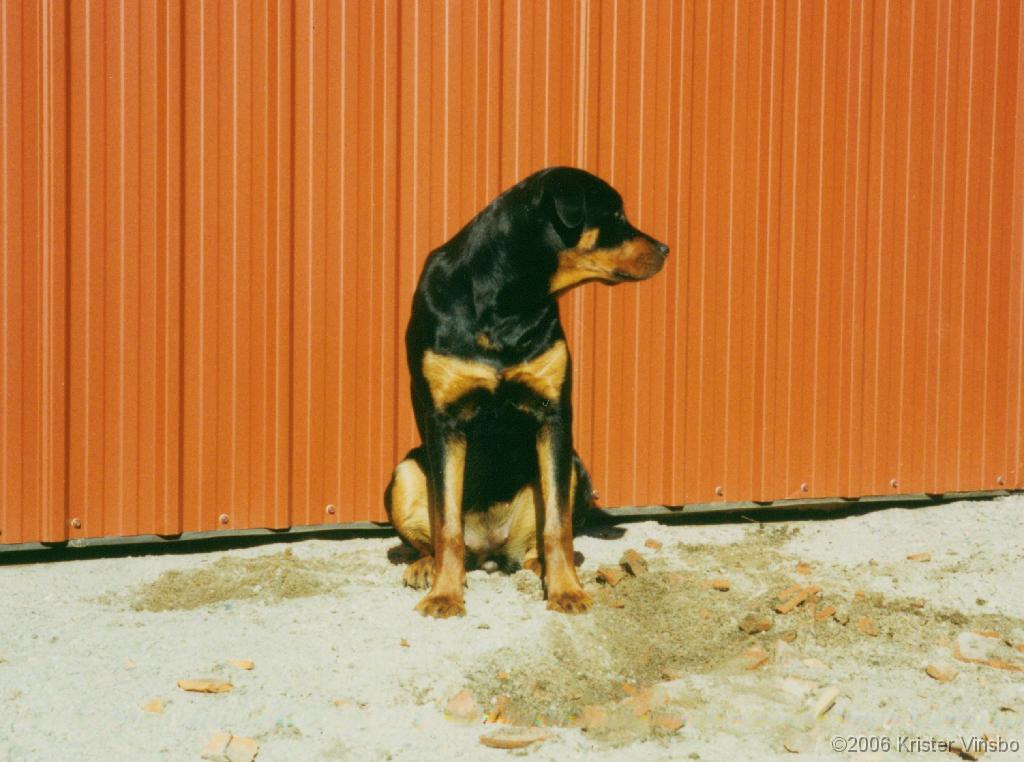 Tracy_038