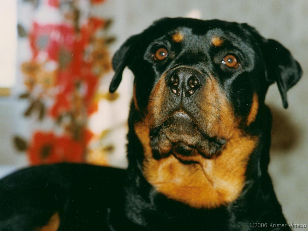 Tracy_049