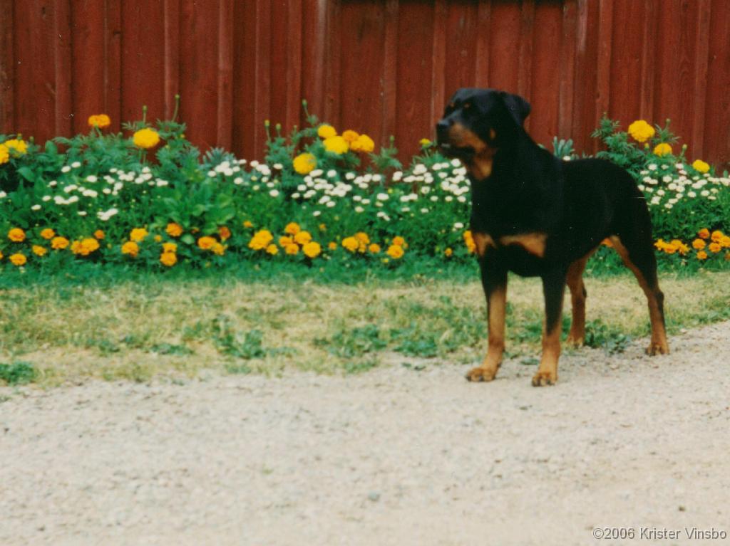 Tracy_051