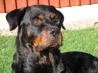 uffe3