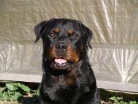 uffe4