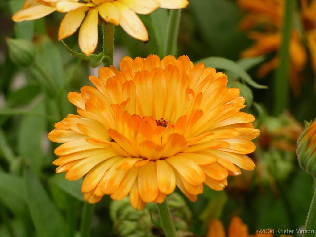 IMGP0050
