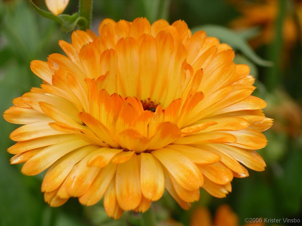 IMGP0051