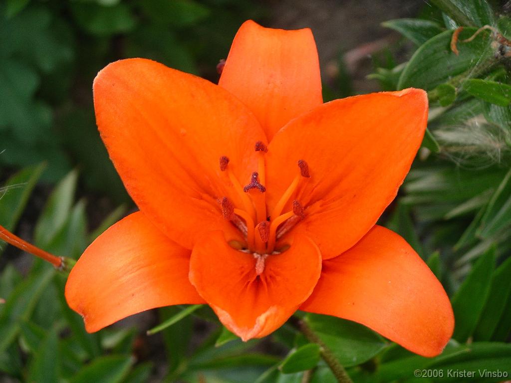 IMGP0237
