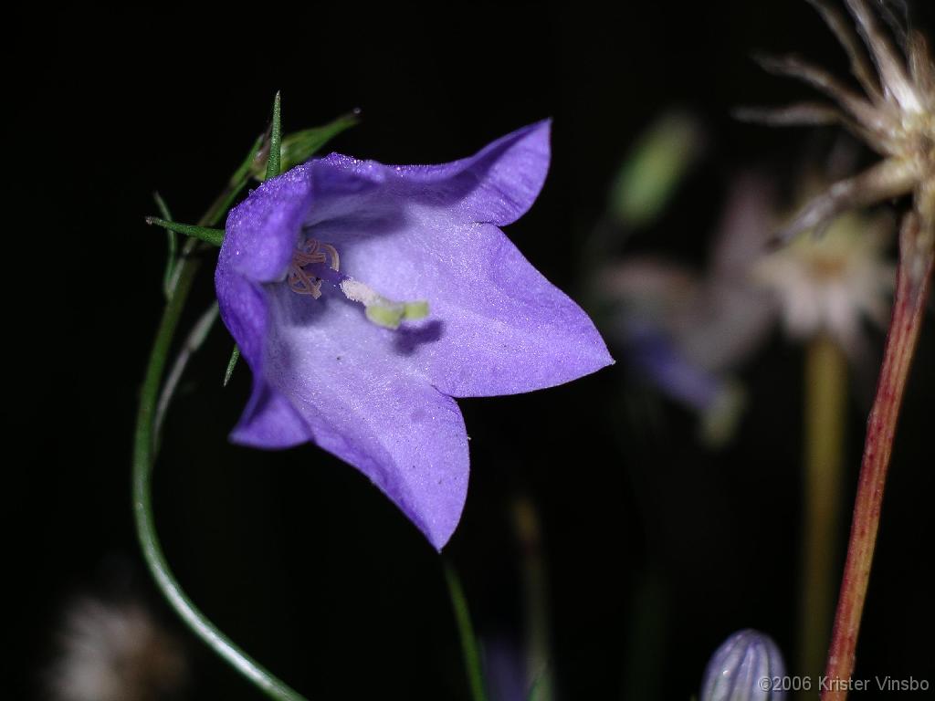 IMGP0518