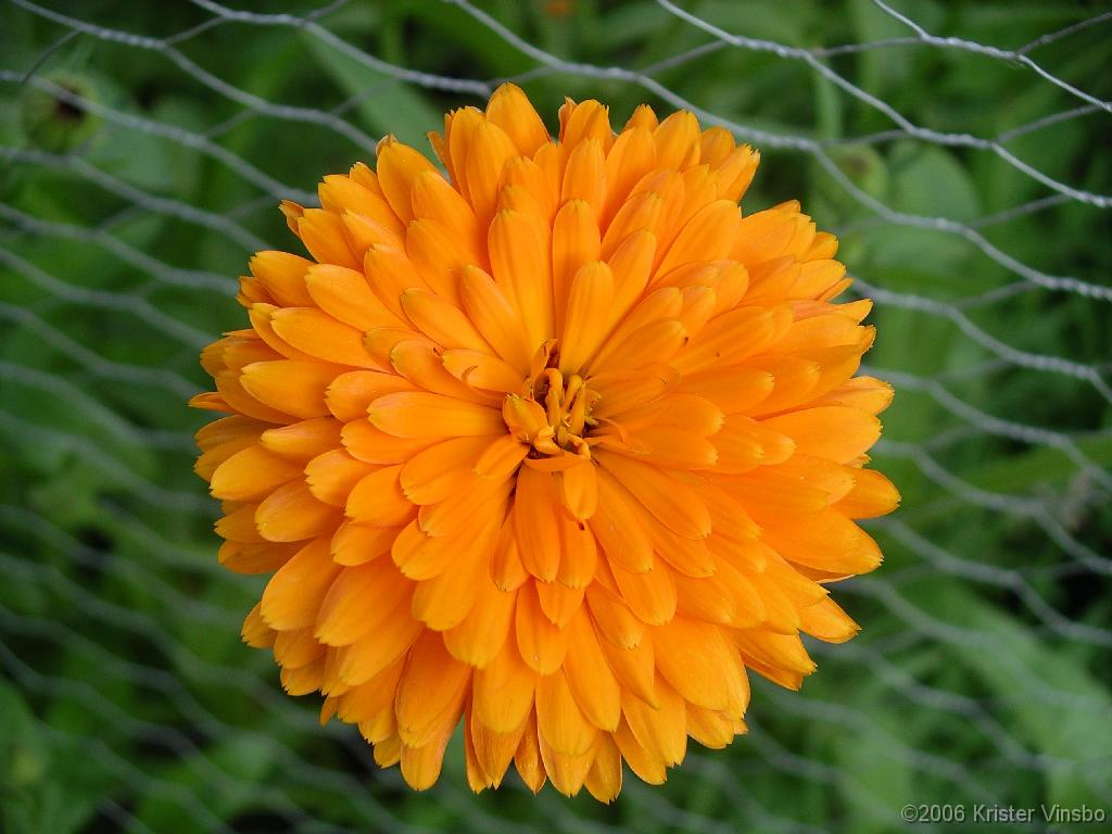 IMGP0609