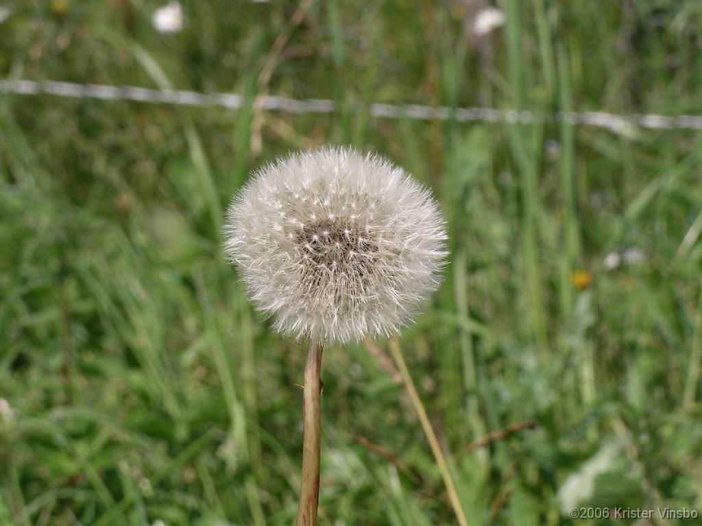 IMGP0646
