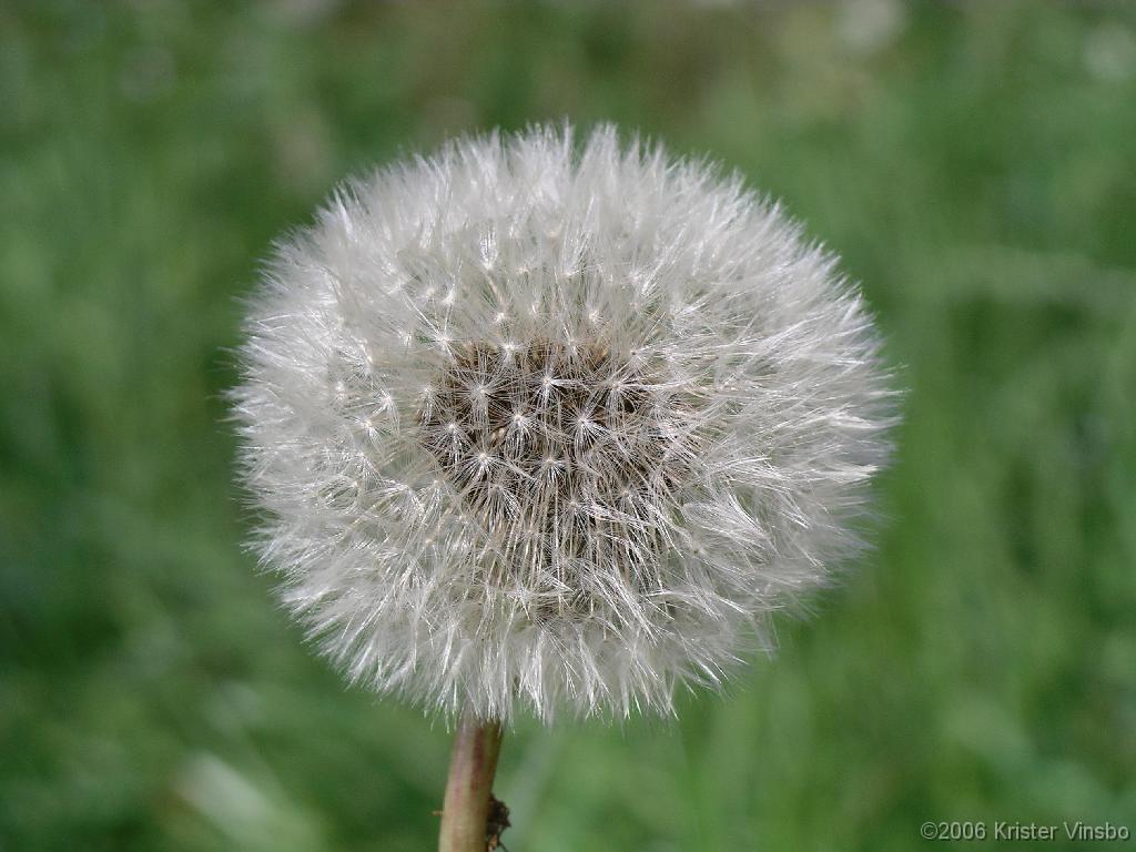 IMGP0649