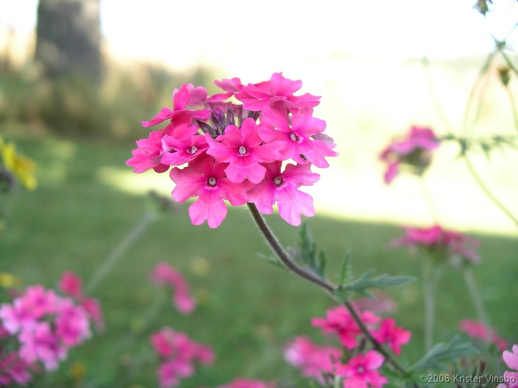 IMGP0781