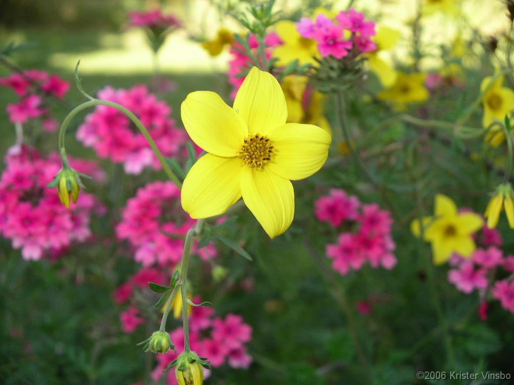 IMGP0784