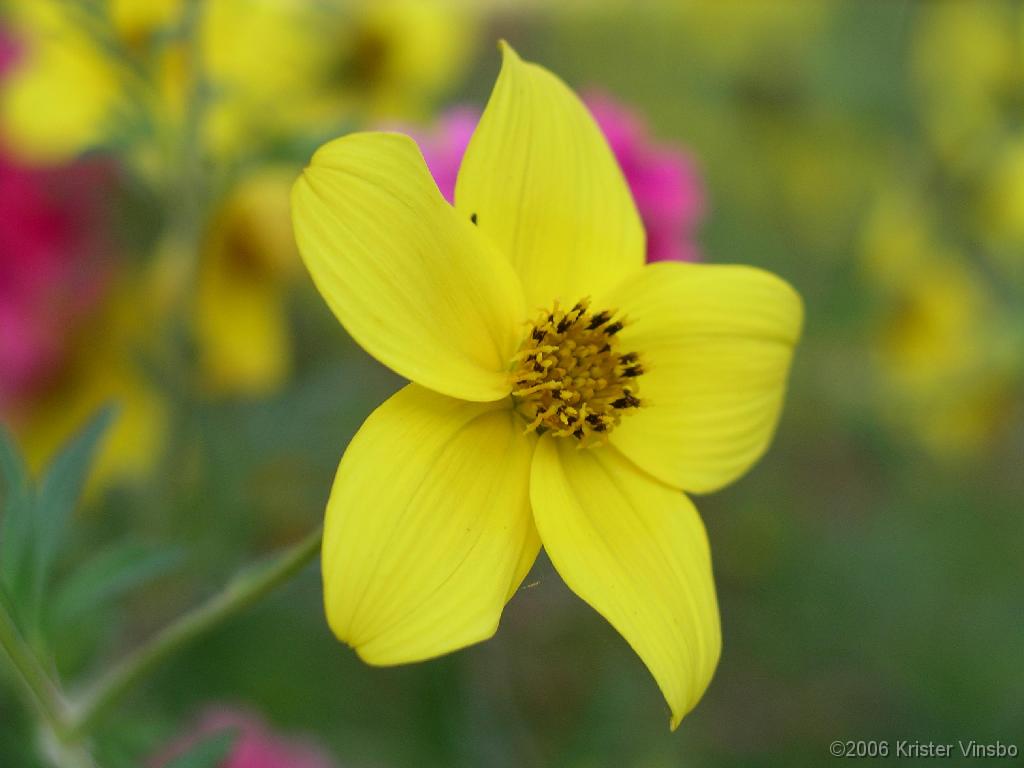 IMGP0785