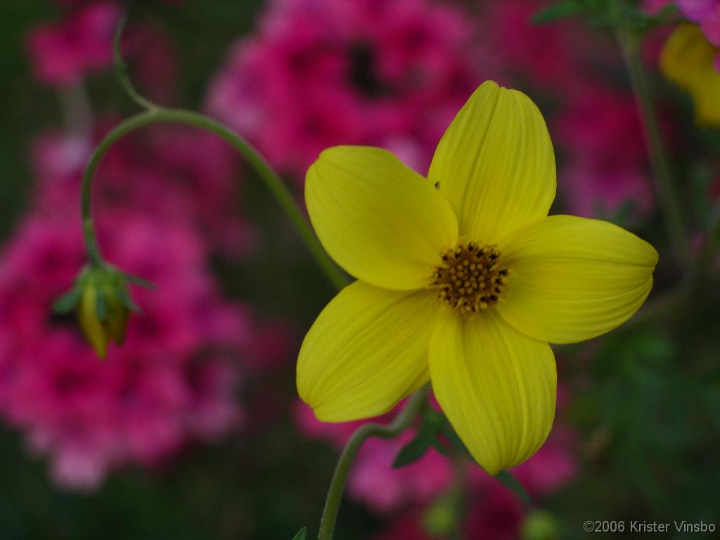 IMGP0787
