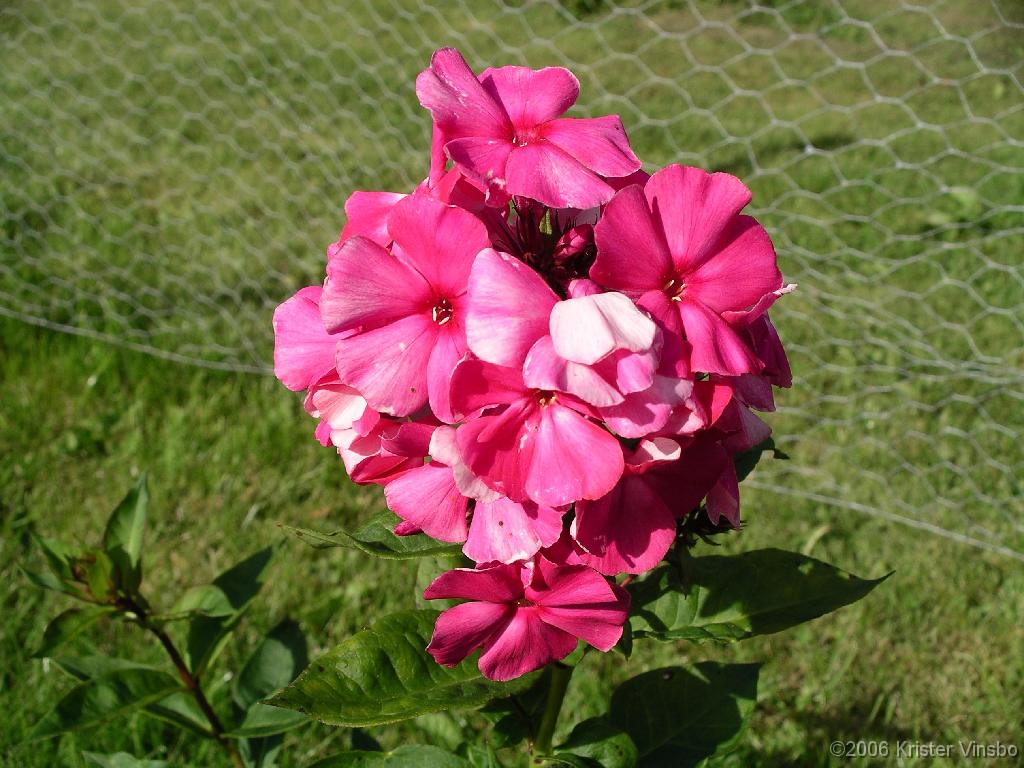 IMGP1625