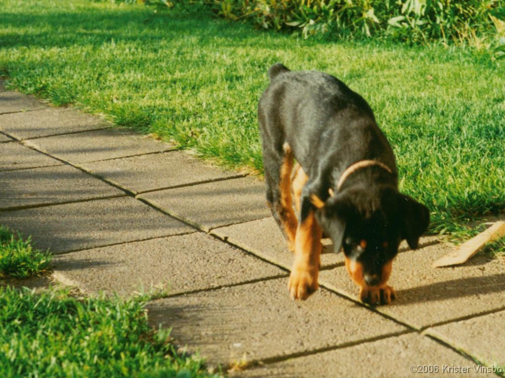 Tracy_014