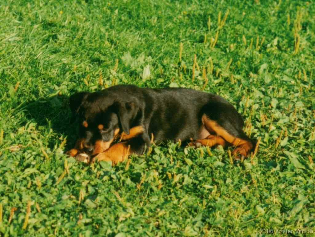 Tracy_015