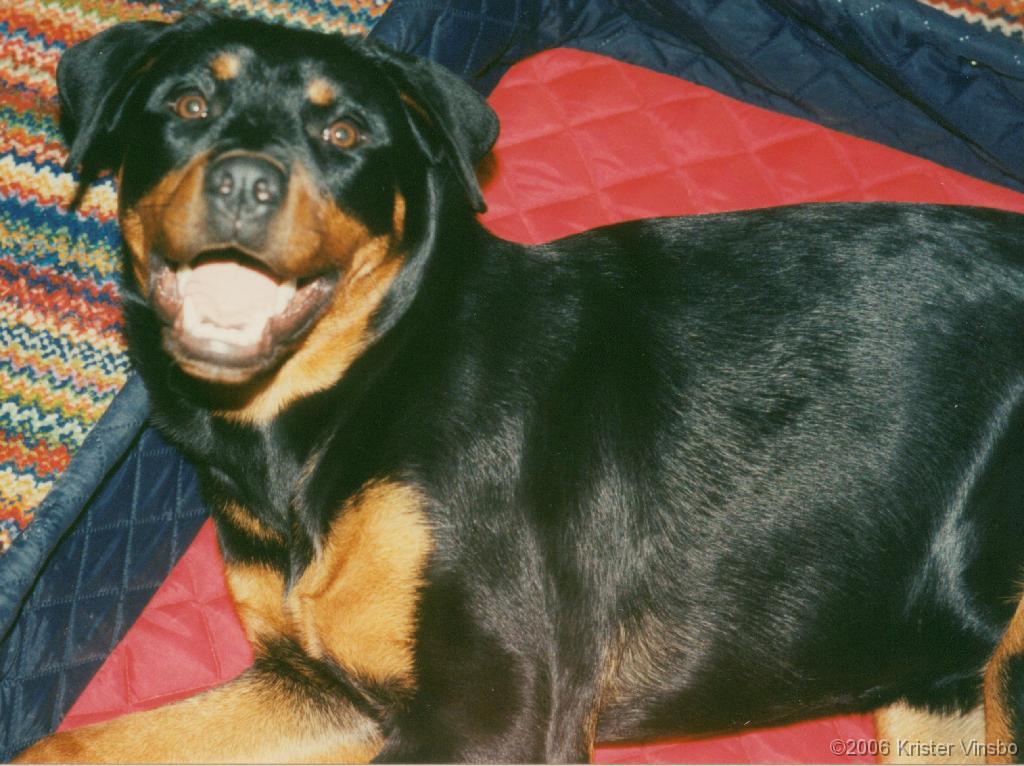 Tracy_025