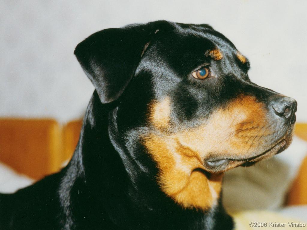 Tracy_026