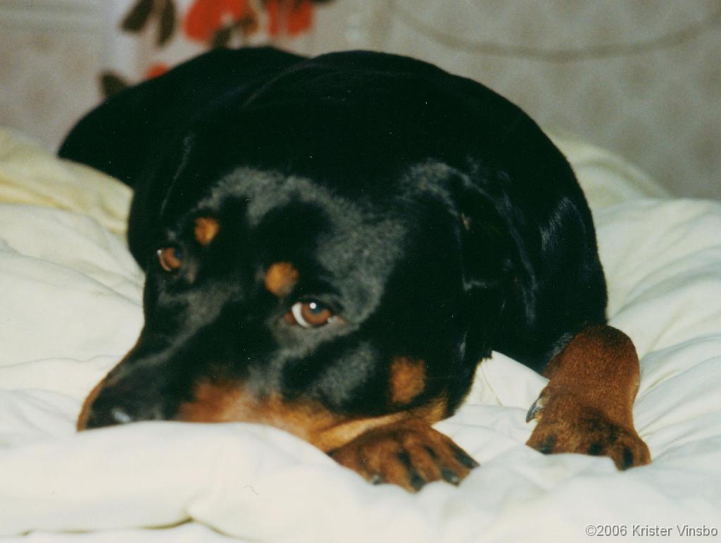 Tracy_029