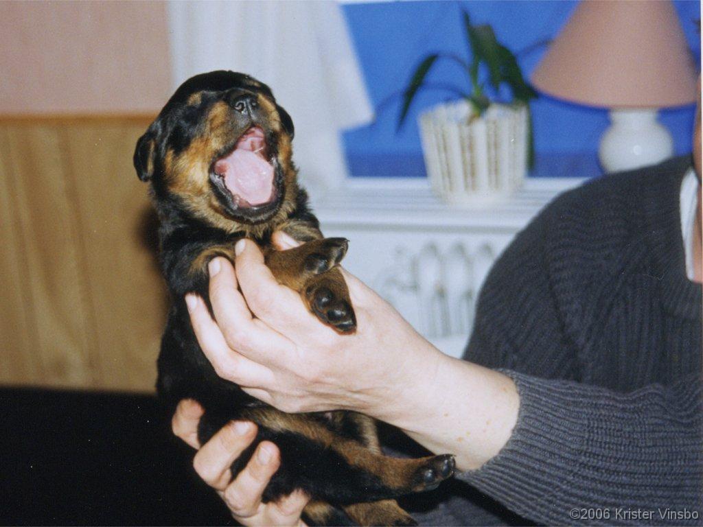 A1119