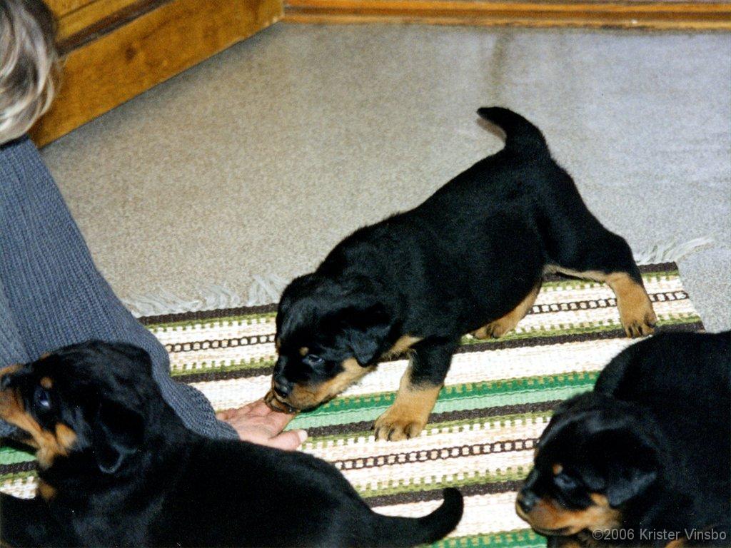 A1153